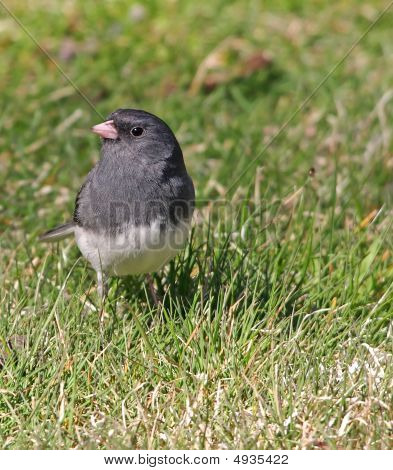 Dark-Eyed Junco