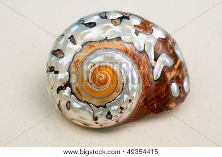 Seashell в белый песок