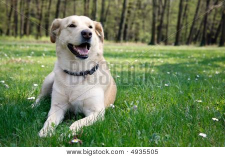 Kterým se Labrador