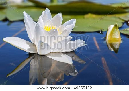 White Lily