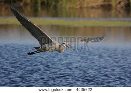 Great Blue Heron (ardea Herodias)