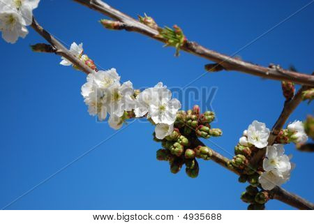Flores de cereja