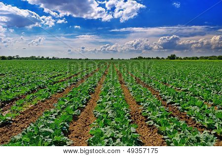 Cabbage Field