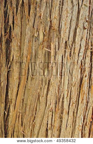 Raw Wood