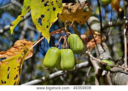 Berries Of Far-east
