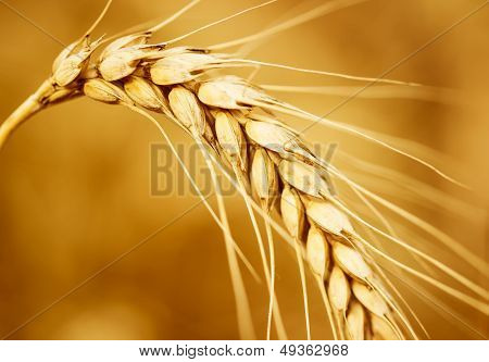 Wheat Ear