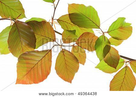 Copper Beech (Fagus sylvatica purpurea)