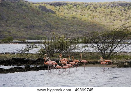 Flamingos On Curacao