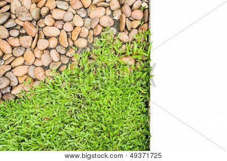 Green grass isolated on white.