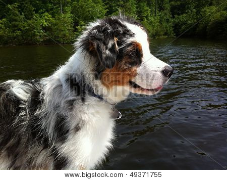 Australian Shepherd dog