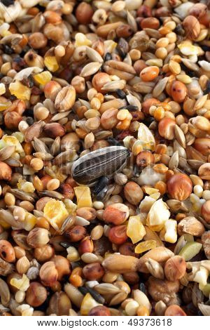 Bird Seed Mix