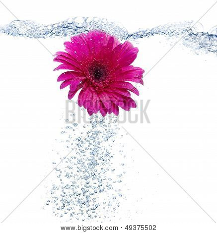 Daisy into the water