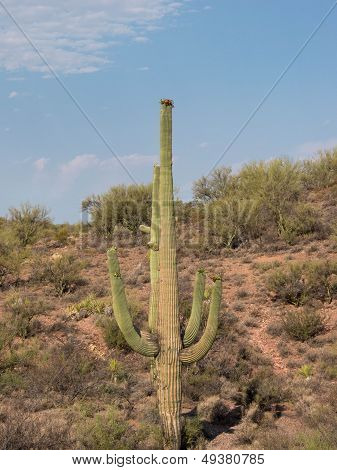 Wüste Landschaft mit Saguaro Cactus