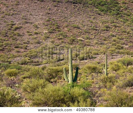 Desert Landscape with Saguaro Cactus