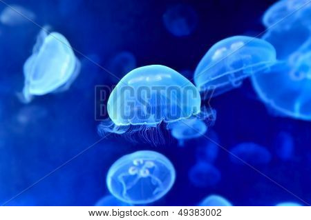 Underwater bilden av maneter