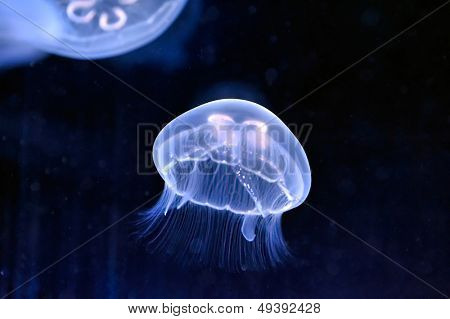 underwater image of jellyfishes