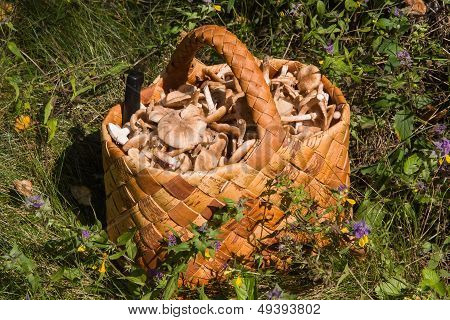 Birchbark Basket Full Of Mushrooms