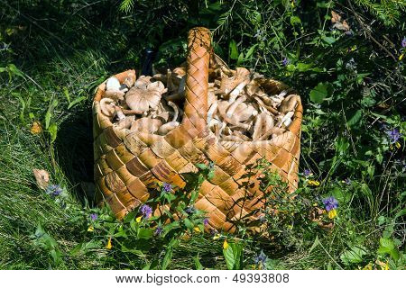 Birchbark Basket Full Of Mushrooms