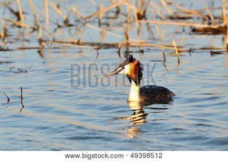 water bird on the water (podiceps cristatus)