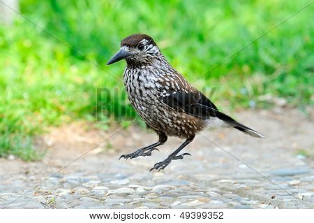 nutcracker (nucifraga caryocatactes) jumping