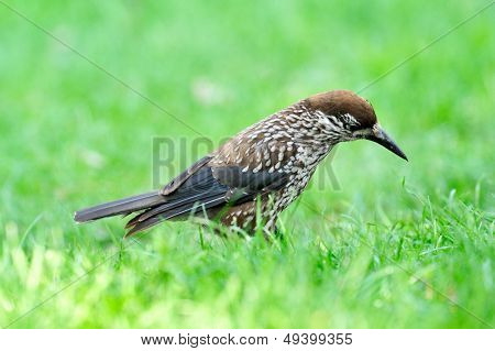 nutcracker (nucifraga caryocatactes) in the grass