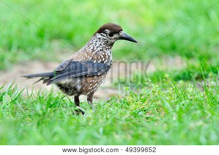 nutcracker (nucifraga caryocatactes) in the grass