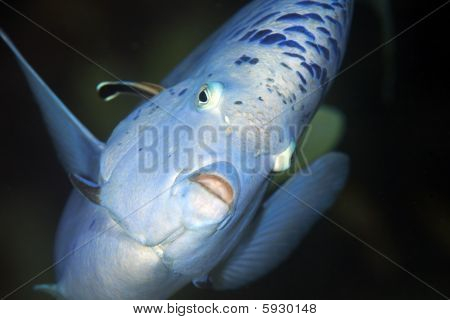 Yellowbar Angelfish