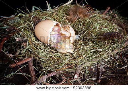 Little yellow chick half-way hatching and tired