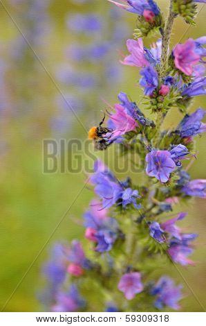 Flower texture