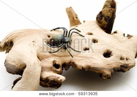 Spider with wooden root