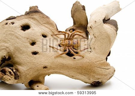 Spider with wooden root