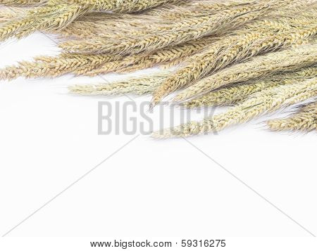 Wheat Ears