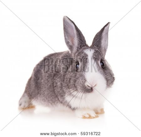 Studio shot of domestic rabbit on white background