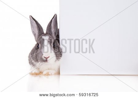 Studio shot of domestic rabbit on white background