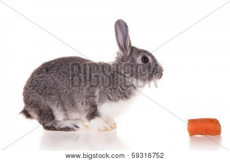 Studio shot of domestic rabbit on white background