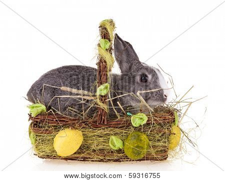 Studio shot of domestic rabbit in basket on white background