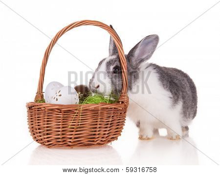 Studio shot of domestic rabbit on white background