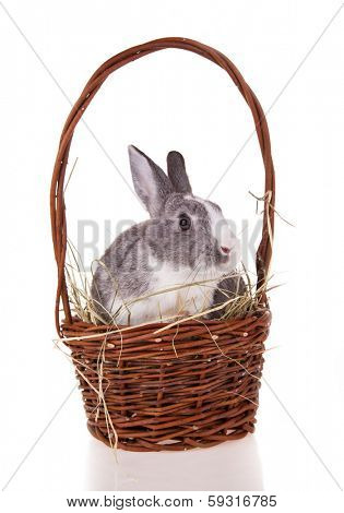 Studio shot of domestic rabbit on white background