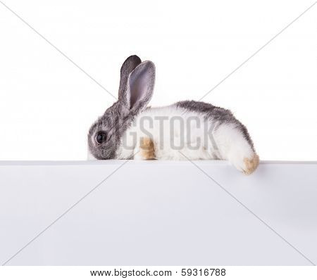 Studio shot of domestic rabbit on white background