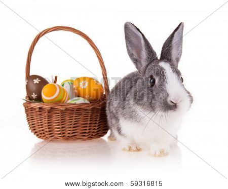 Studio shot of domestic rabbit on white background