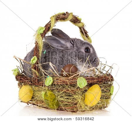 Studio shot of domestic rabbit in basket on white background