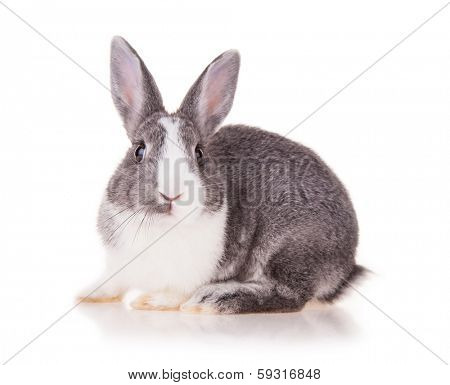 Studio shot of domestic rabbit on white background