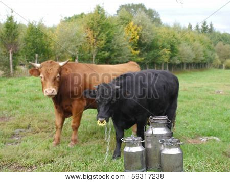 Three Metal Cans