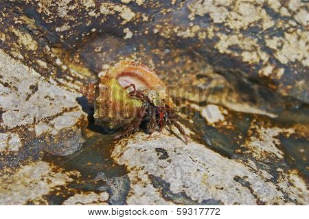 Clibanarius Erythropus