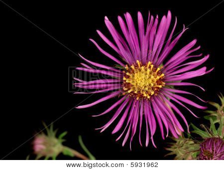 New England Aster (symphyotrichum tähdet-angliae)