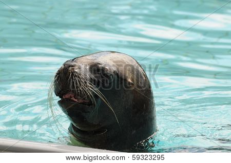Adult Seal