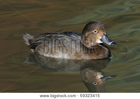 Redhead Duck