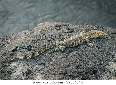 water monitor or Varanus salvato crawl