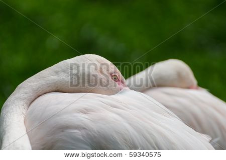 Couple Flamingo