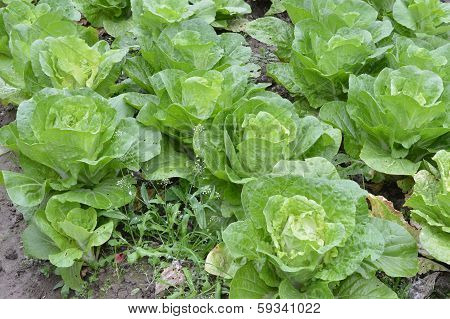 Lush cabbage
